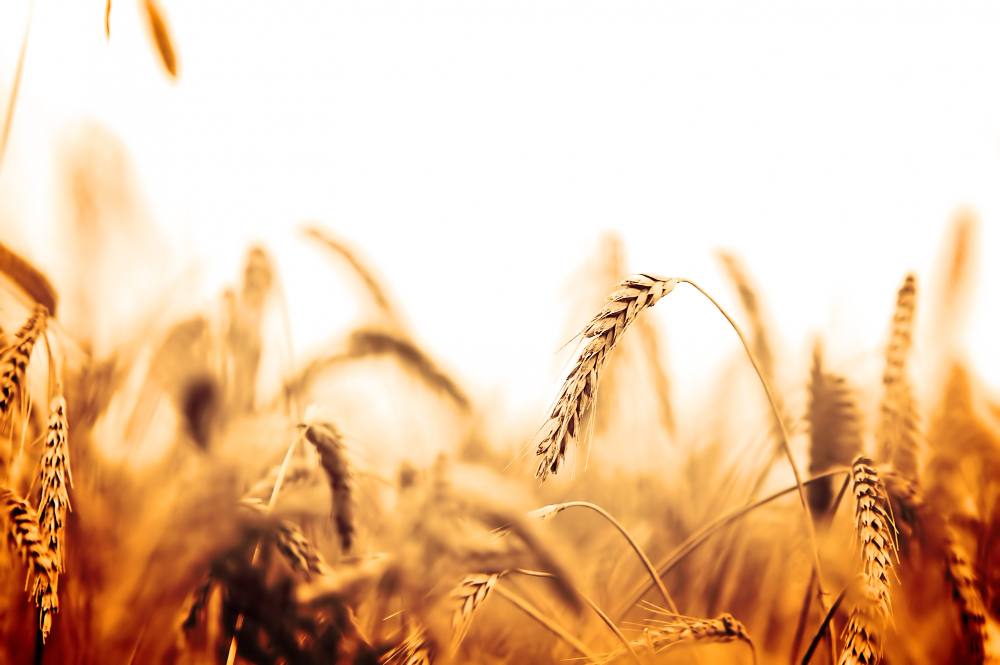 Siloz grâu: Cum să păstrezi calitatea cerealelor în sezonul rece