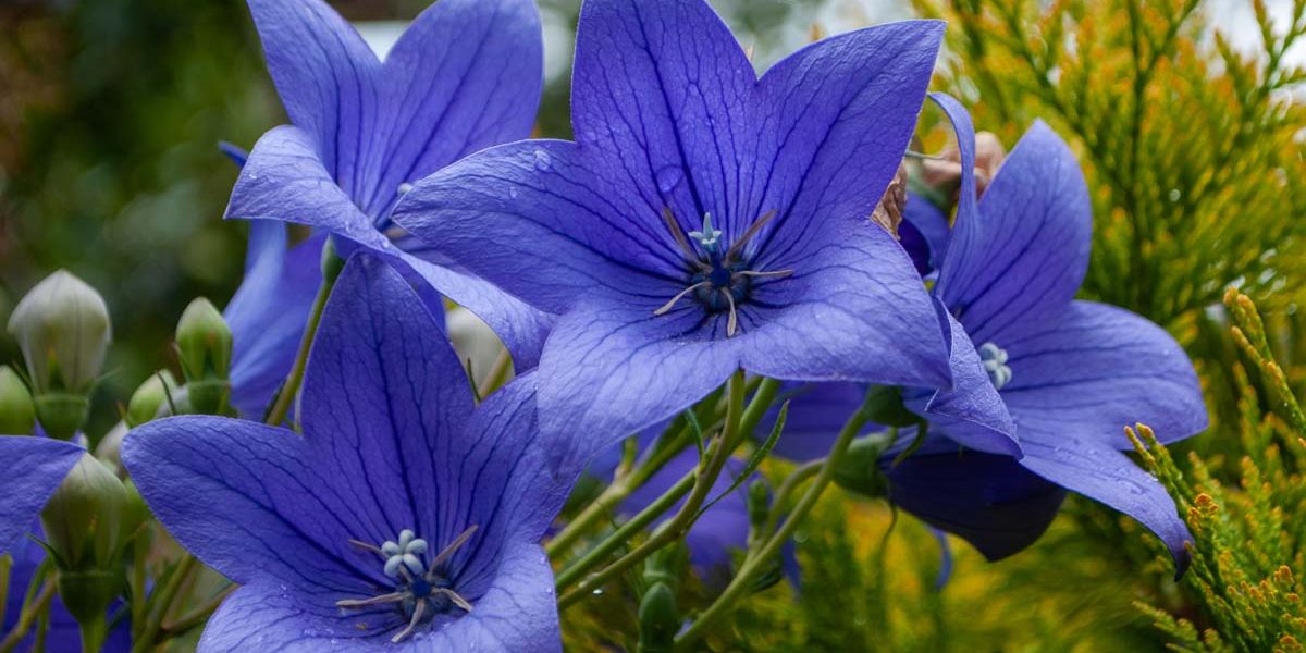 Ghidul complet al îngrijirii florilor de grădină