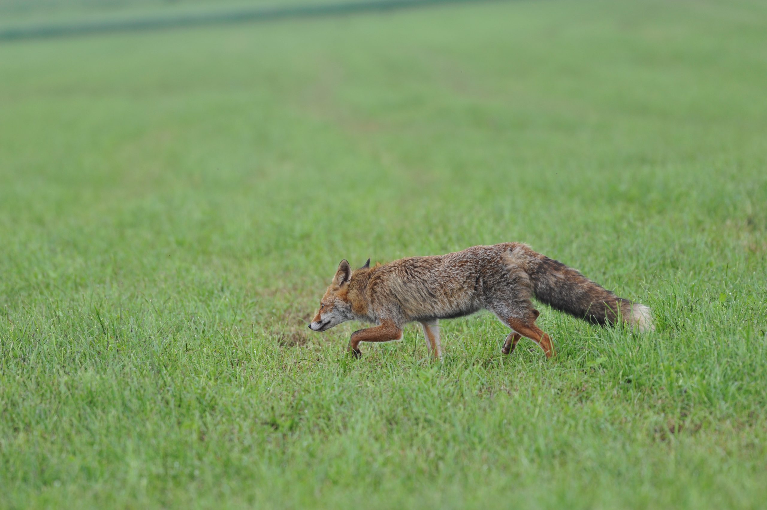 Vânătoarea la vulpe: tehnici și momente potrivite