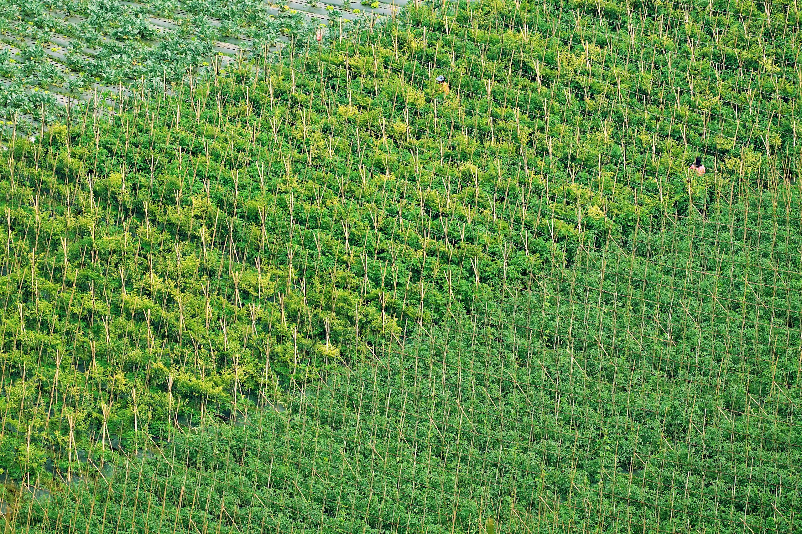 Cum se face rotația culturilor în mod corect